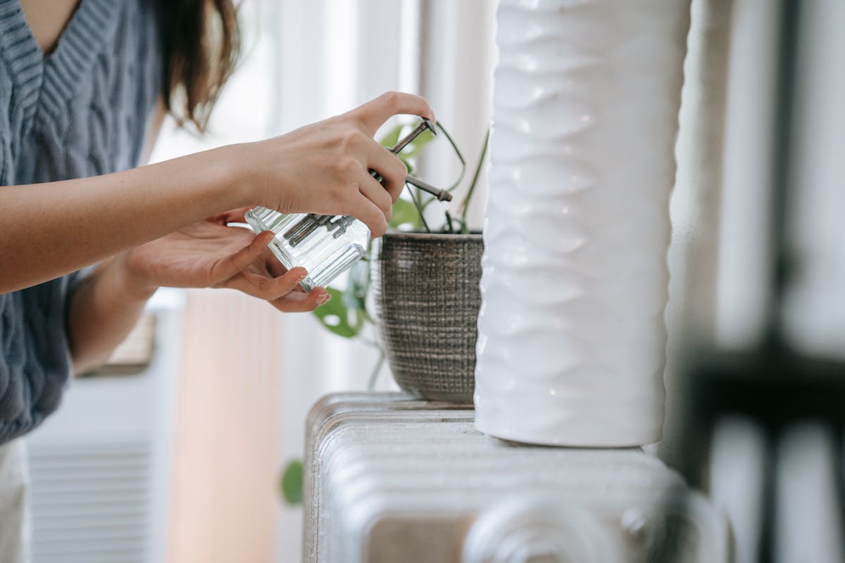 Close-up of a person spraying water treatment onto a houseplant to control pest infestation
