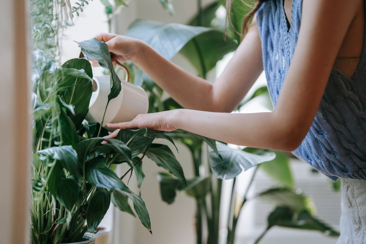 Hands watering an indoor houseplant using precise technique — demonstrating the drench-and-dry watering method for semi-succulent Peperomia