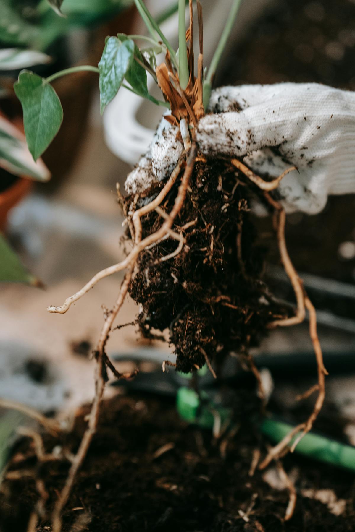 Close-up of plant roots and soil exposed during diagnostic root inspection — the only definitive check for substrate-based downward curl
