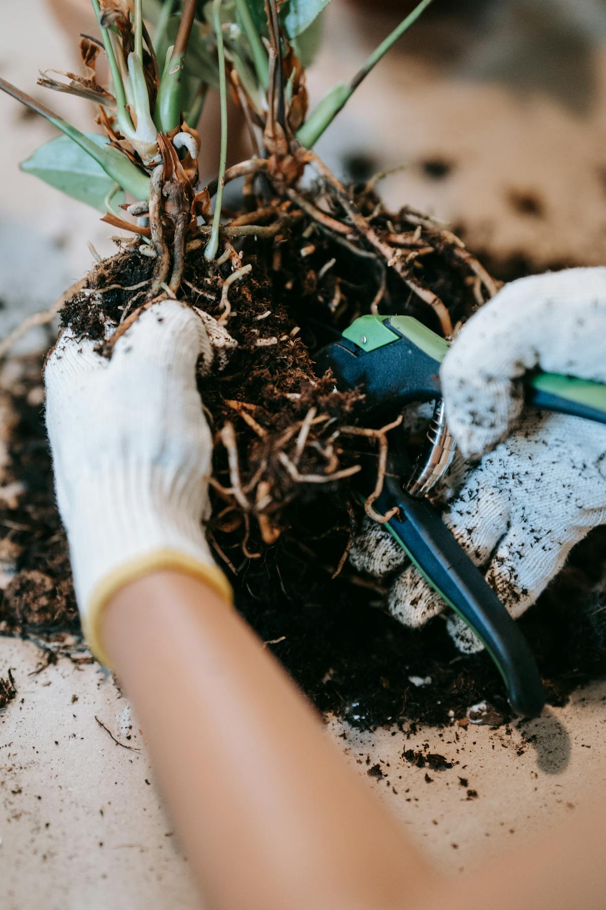Hands in gloves trimming plant roots with gardening tools