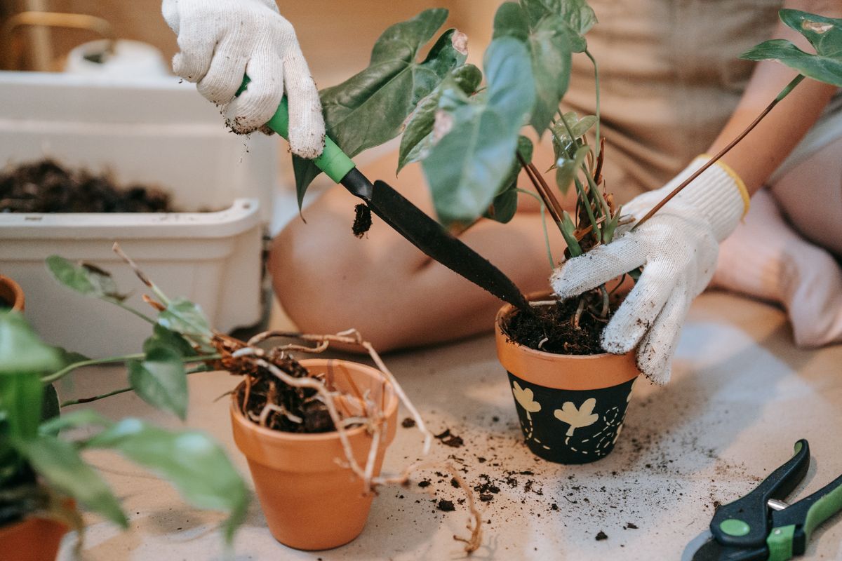 How to Repot Peperomia Without Root Damage