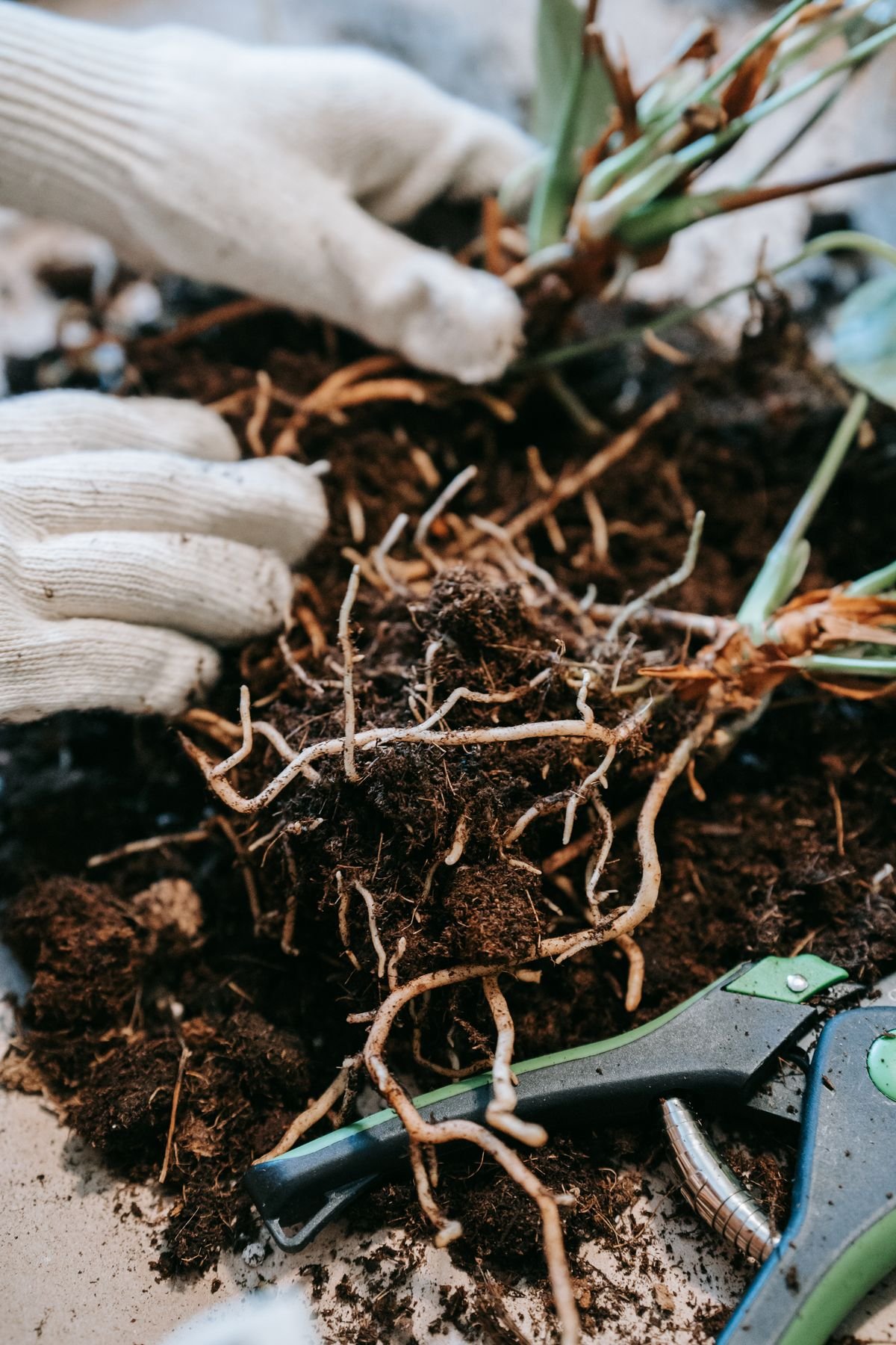 Close-up of hands in gloves replanting a seedling with visible roots in soil, the stage where rooting hormone would be applied