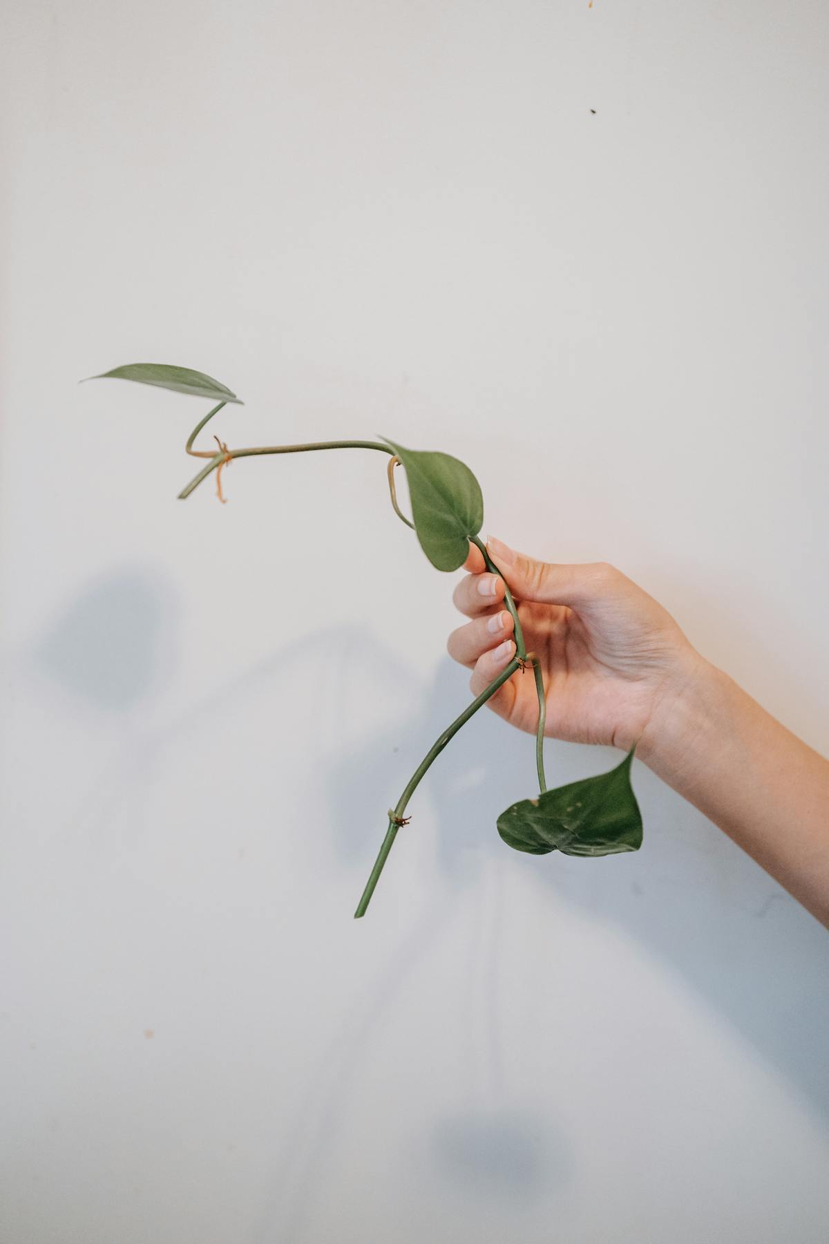 A hand gently holding a plant stem showing a node — the junction at which apical dominance suppresses lateral bud growth