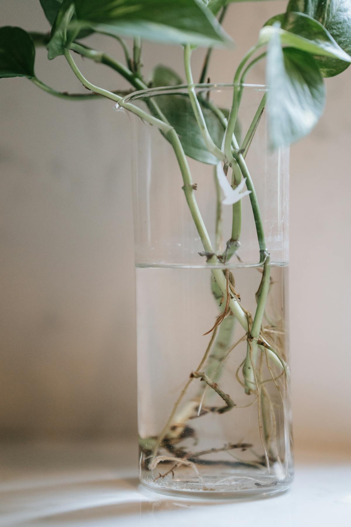 Plant roots growing in a clear glass vase — non-destructive root inspection is the practical advantage of clear semi-hydroponic vessels