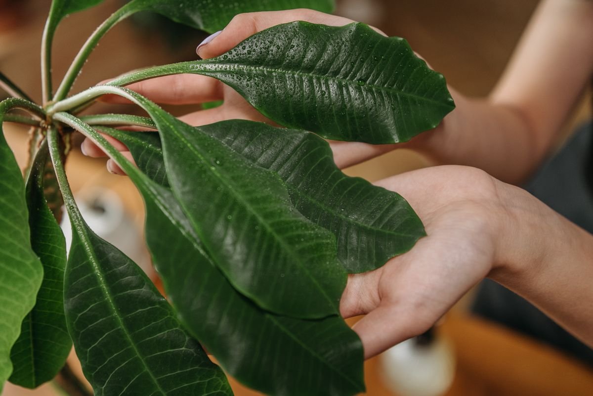 Close-up of human hands gently holding a leaf, the handling used to check the underside for whitefly colonies