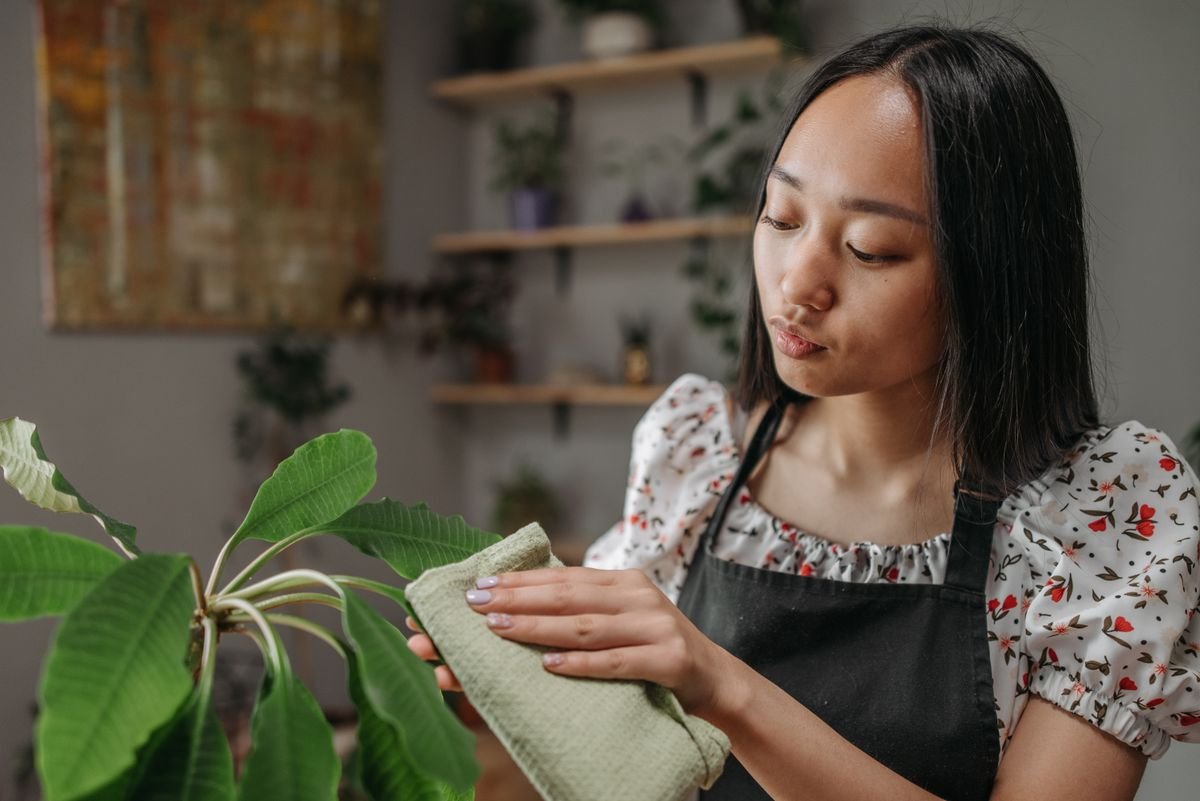 Dull Peperomia Leaves: Restoring the Signature Gloss