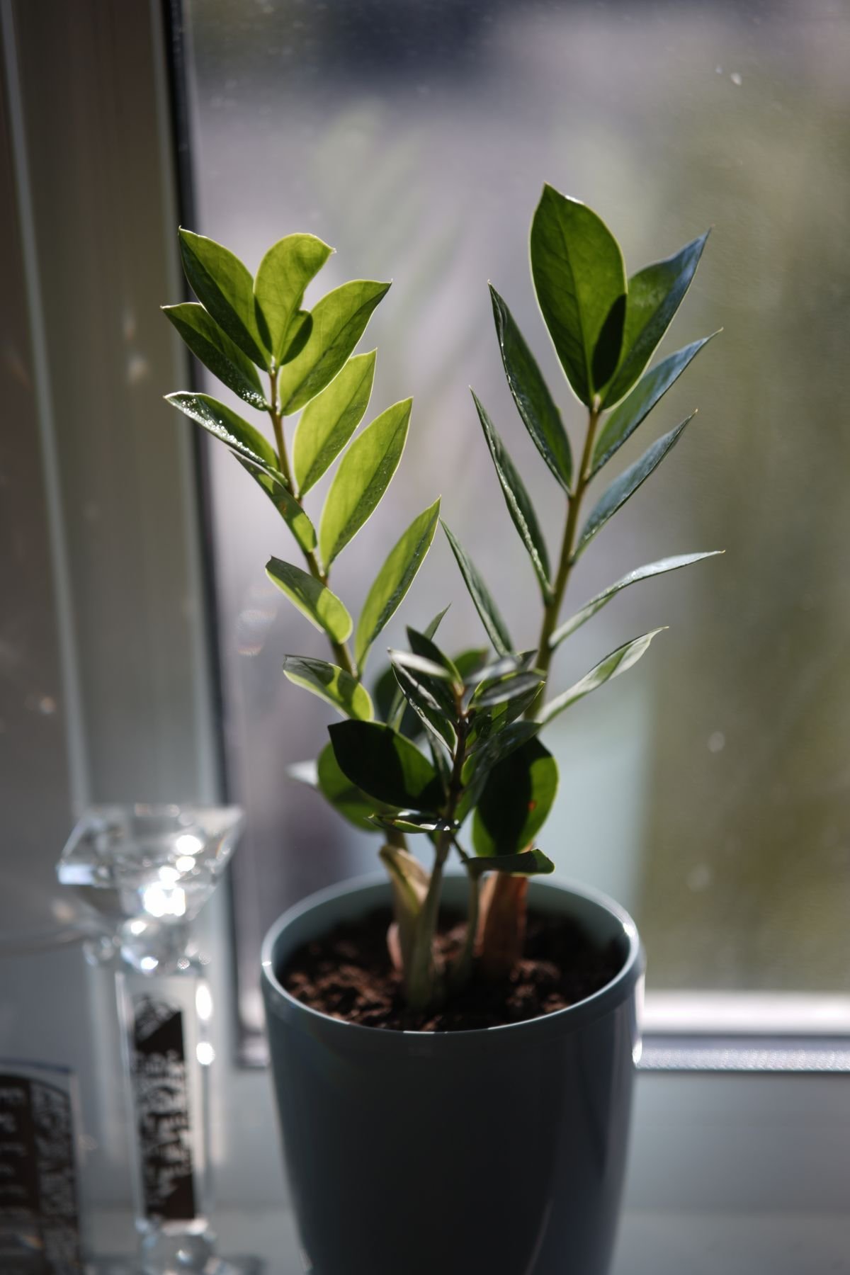 Peperomia Obtusifolia Flowering: Triggers & Best Care