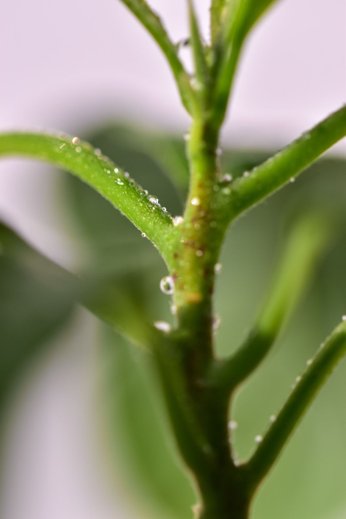 Peperomia Obtusifolia Petiole: Why Stems Go Weak