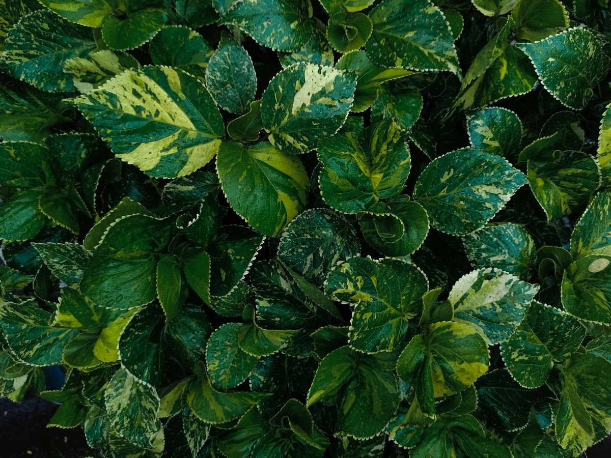 Peperomia Obtusifolia 'Green Gold': Best Care & Colour