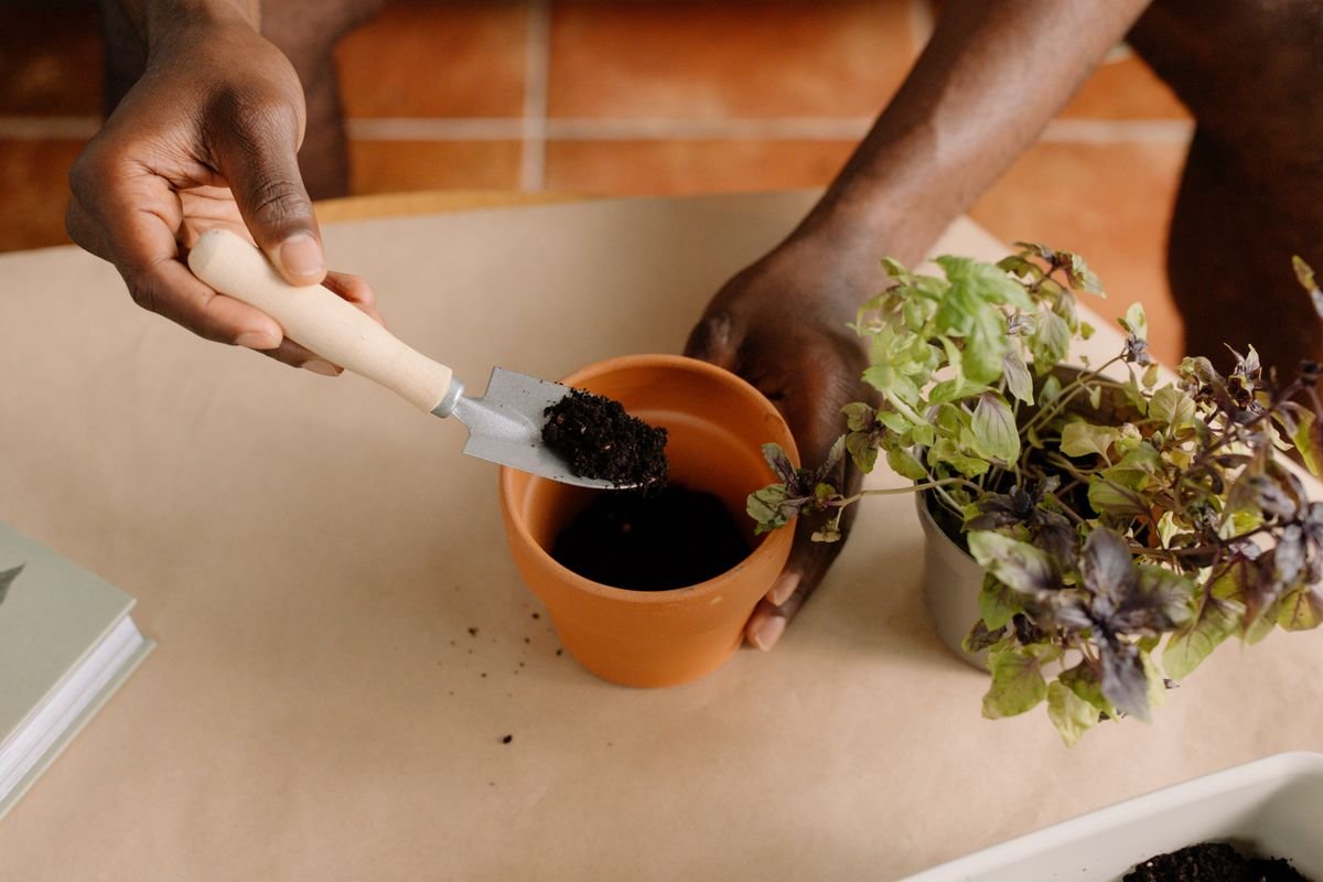 Peperomia Leaf Propagation: Best Method & Why It Fails
