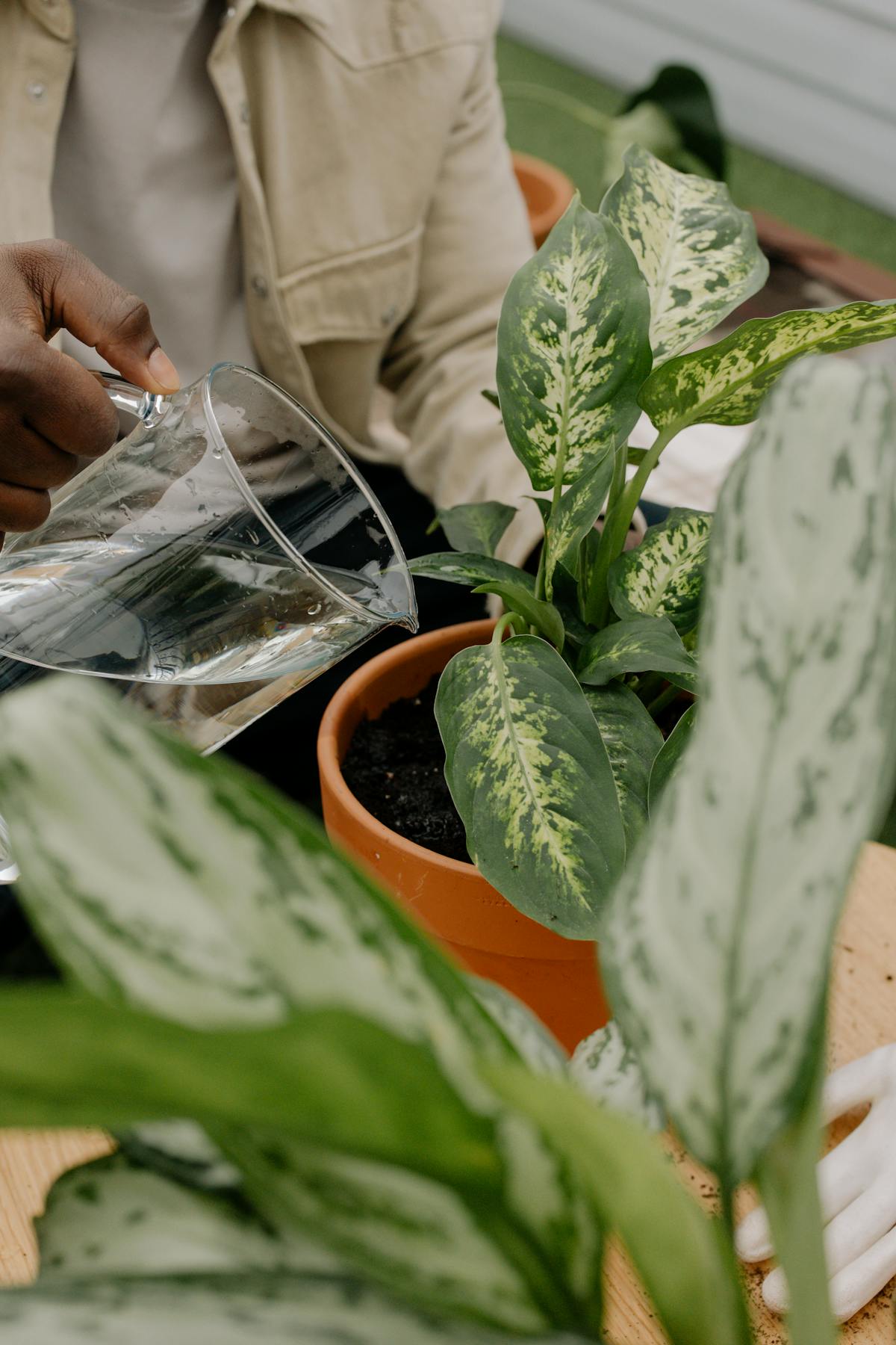 Person watering a potted houseplant from above, illustrating standard indoor irrigation against which bottom-watering is compared